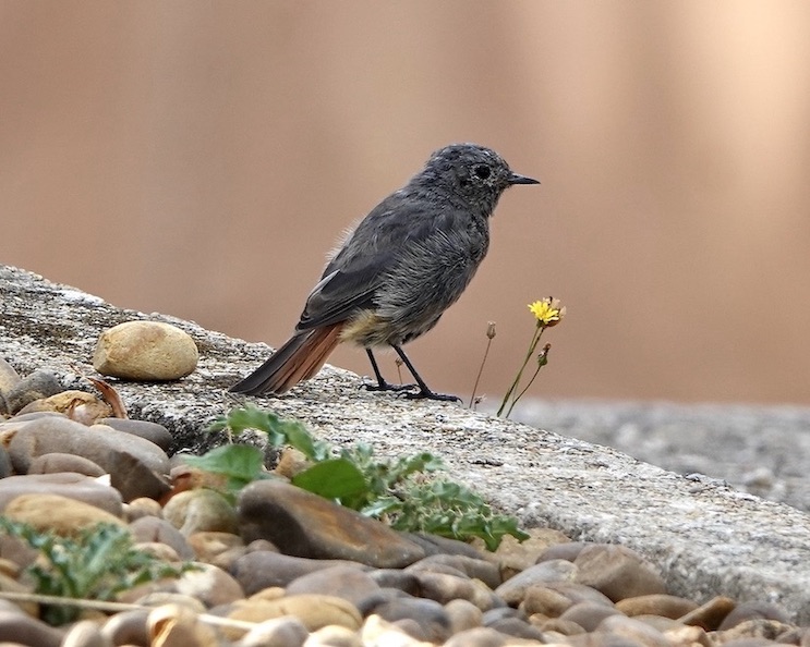 black redstart